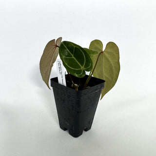 Anthurium 'Not The Mama'/forgetii x 'Doc Block F2'