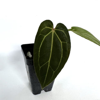 Anthurium 'Not The Mama'/forgetii x 'Doc Block F2'