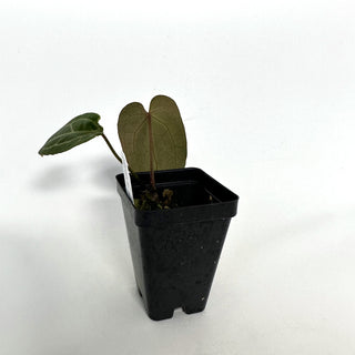 Anthurium 'Not The Mama'/forgetii x 'Doc Block F2'