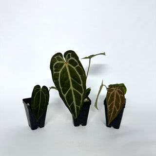 Anthurium 'Not The Mama'/forgetii x 'Doc Block F2'