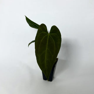 Anthurium papillilaminum x 'Wuhoo's First Night'