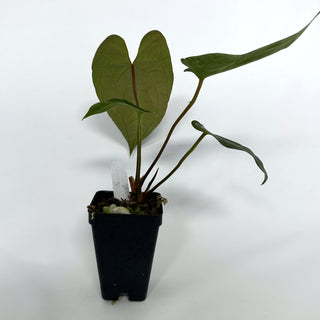 Anthurium papillilaminum x 'Wuhoo's First Night'