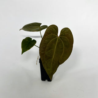 Anthurium papillilaminum x 'Wuhoo's First Night'