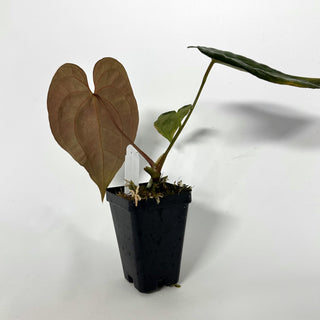 Anthurium papillilaminum x 'Wuhoo's First Night'