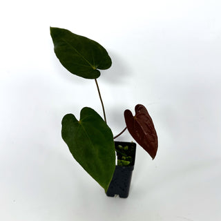 Anthurium papillilaminum x 'Wuhoo's First Night'
