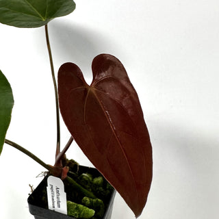 Anthurium papillilaminum x 'Wuhoo's First Night'