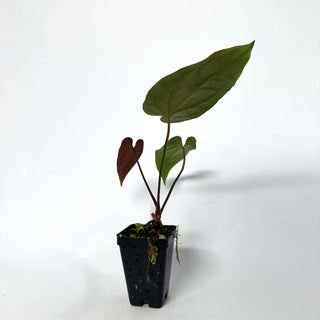 Anthurium papillilaminum x 'Wuhoo's First Night'