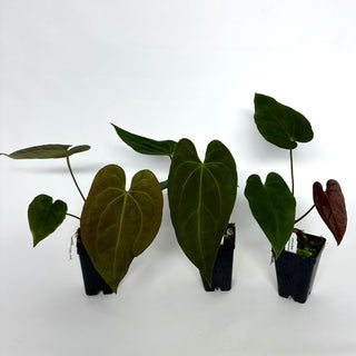 Anthurium papillilaminum x 'Wuhoo's First Night'