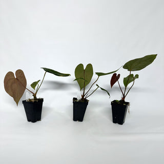 Anthurium papillilaminum x 'Wuhoo's First Night'