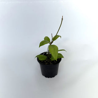 Hoya verticillata