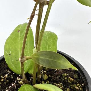 Hoya verticillata