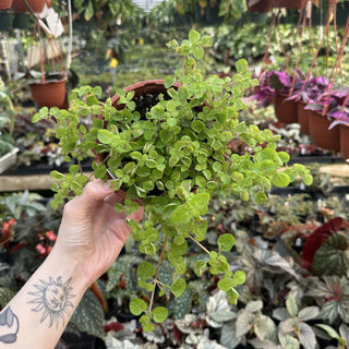 Pilea mucosa - 6" Hanging Basket