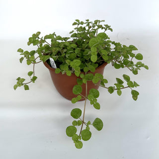 Pilea mucosa - 6" Hanging Basket