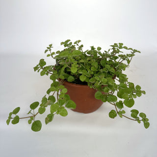 Pilea mucosa - 6" Hanging Basket