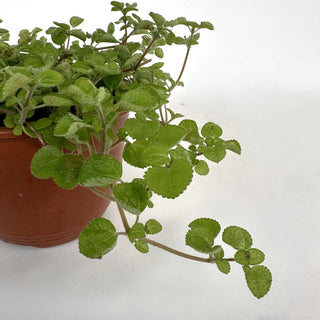 Pilea mucosa - 6" Hanging Basket