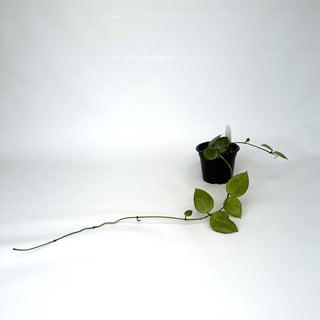 Hoya dolichosparte
