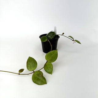 Hoya dolichosparte