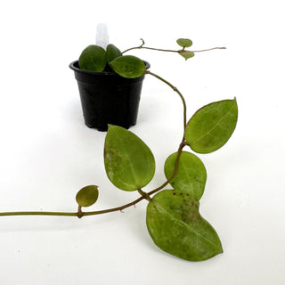 Hoya dolichosparte