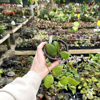 Hoya dolichosparte