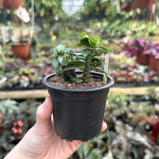 Euphorbia tithymaloides ‘Nana’