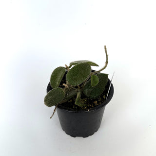Hoya thomsonii