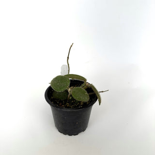 Hoya thomsonii