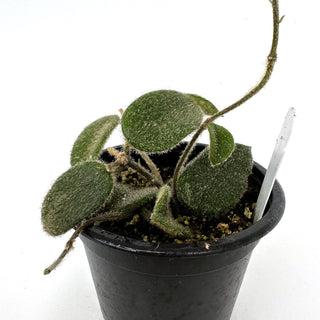 Hoya thomsonii