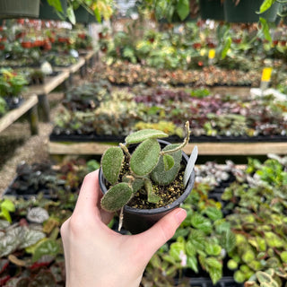 Hoya thomsonii