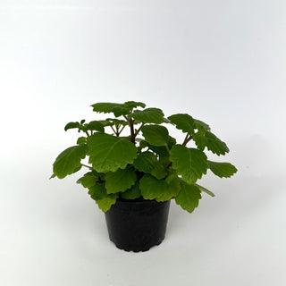 Plectranthus ernstii (Bonsai Mint)
