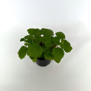 Plectranthus ernstii (Bonsai Mint)