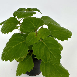 Plectranthus ernstii (Bonsai Mint)