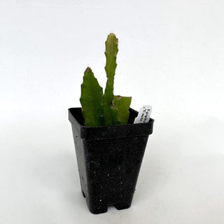 Epiphyllum ‘Uncle Slim'