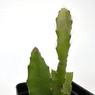 Epiphyllum ‘Uncle Slim'