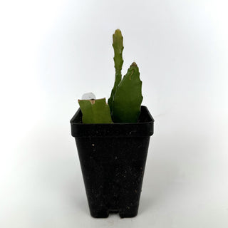 Epiphyllum ‘Uncle Slim'