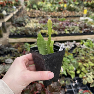 Epiphyllum ‘Uncle Slim'