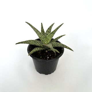 Aloe ‘White Fox’