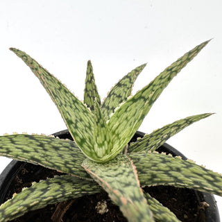 Aloe ‘White Fox’