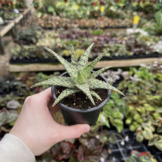 Aloe ‘White Fox’