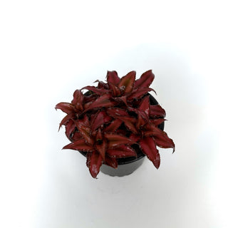 Cryptanthus bivittatus ‘Ruby Star’
