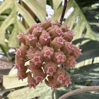 Hoya chuniana