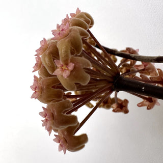 Hoya chuniana