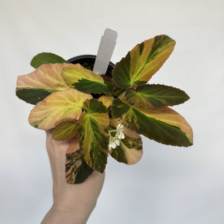 Begonia ‘Withlacoochee’ (Variegated) 
[#810]