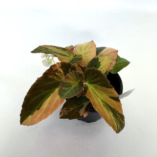 Begonia ‘Withlacoochee’ (Variegated) 
[#810]