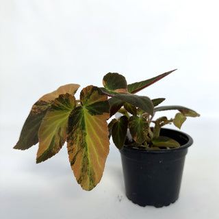 Begonia ‘Withlacoochee’ (Variegated) 
[#811]