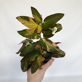 Begonia ‘Withlacoochee’ (Variegated) 
[#812]