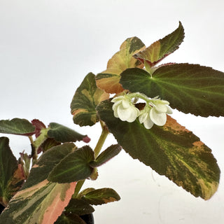 Begonia ‘Withlacoochee’ (Variegated) 
[#812]