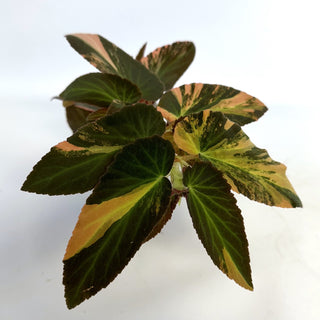 Begonia ‘Withlacoochee’ (Variegated) 
[#814]