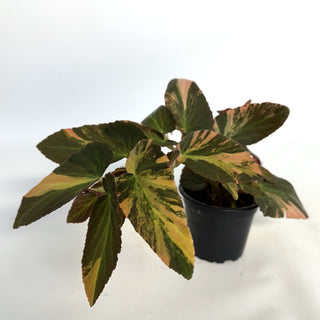 Begonia ‘Withlacoochee’ (Variegated) 
[#814]
