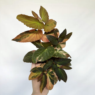 Variegated Begonia 'Withlacoochee' [#813]