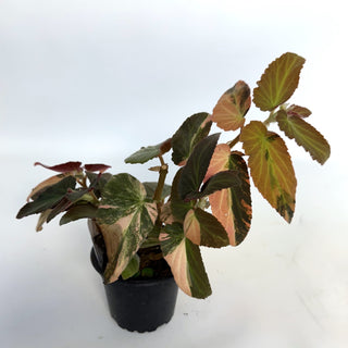 Begonia ‘Withlacoochee’ (Variegated) 
[#813]